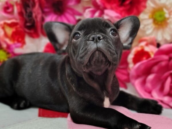 [#8632] Black Female French Bulldog Puppies for Sale