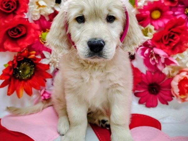 [#8635] White Male Golden Retriever Puppies for Sale