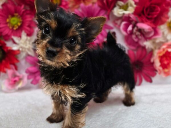 [#8633] Black and Tan Female Yorkshire Terrier Puppies for Sale