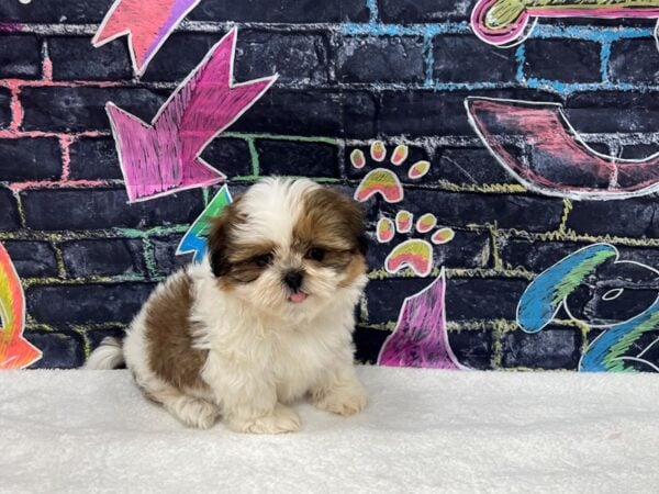 [#8646] Sable / White Male Shih Tzu Puppies for Sale