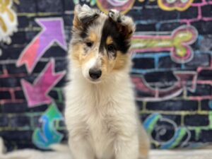 [#8656] Blue Merle Female Collie Puppies for Sale