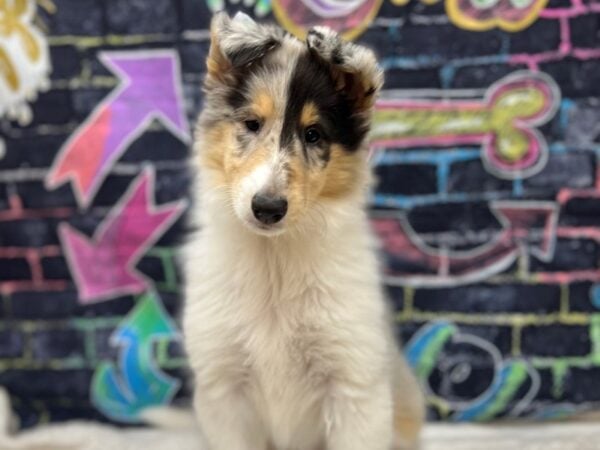 [#8656] Blue Merle Female Collie Puppies for Sale