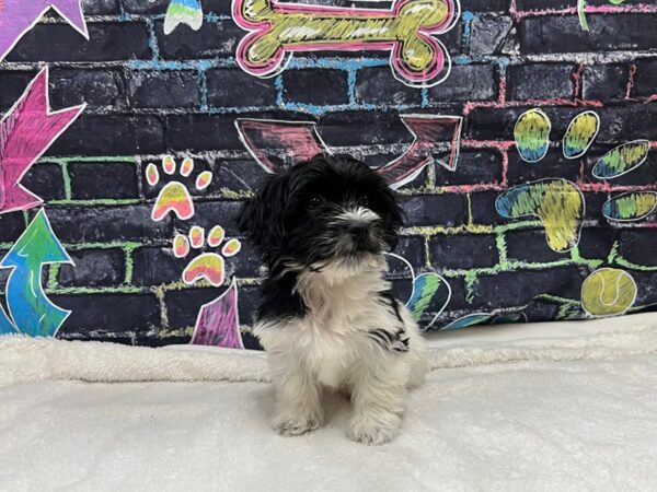 [#8655] Black / White Female Havanese Puppies for Sale