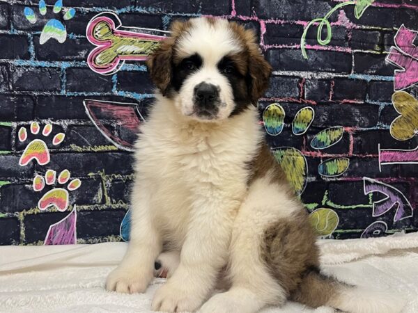 [#8654] Brown / White Male Saint Bernard Puppies for Sale