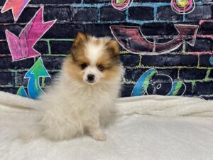 [#8653] Brown / White Male Pomeranian Puppies for Sale
