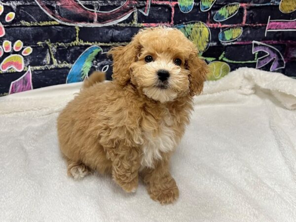 [#8651] Apricot Male Shihpoo Puppies for Sale