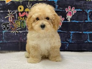 [#8665] Apricot / White Female Poodle Mini Puppies for Sale