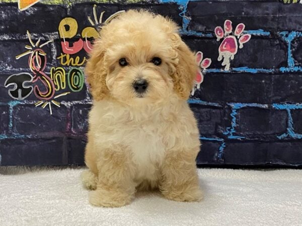 [#8665] Apricot / White Female Poodle Mini Puppies for Sale