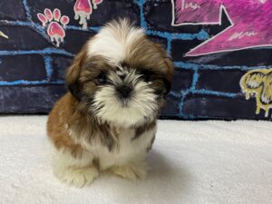 [#8659] Sable / White Male Shih Tzu Puppies for Sale