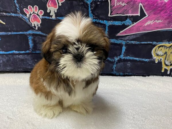 [#8659] Sable / White Male Shih Tzu Puppies for Sale