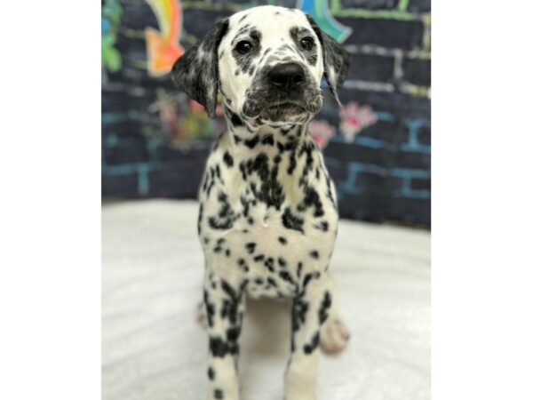 [#8669] White / Black Female Dalmatian Puppies for Sale