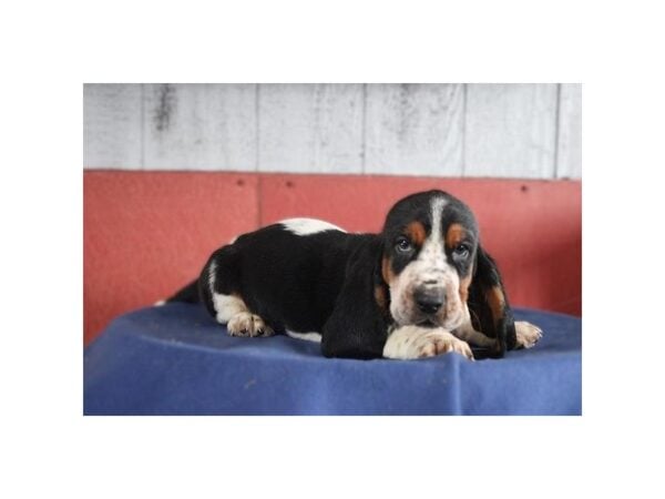 [#8675] Tri-Colored Male Basset Hound Puppies for Sale