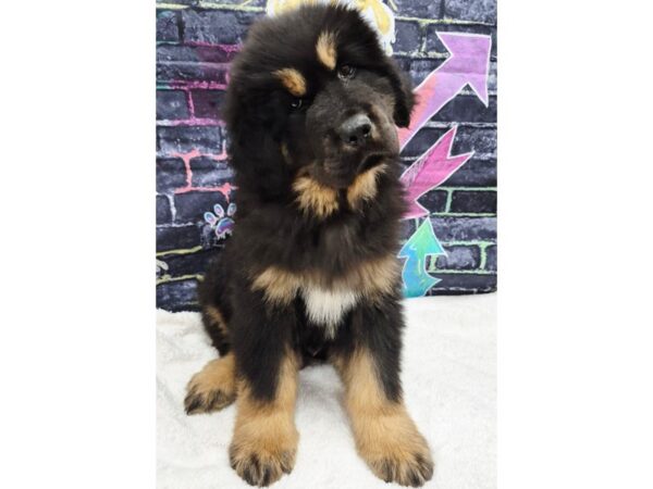 [#8692] Black / Tan Male Tibetan Mastiff Puppies for Sale