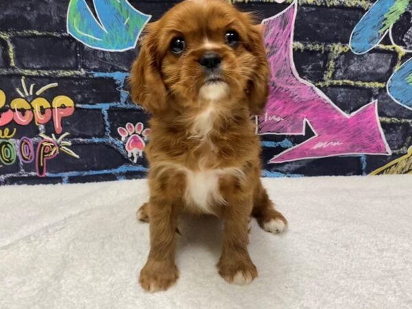 [#8714] Ruby Female Cavalier King Charles Spaniel Puppies for Sale
