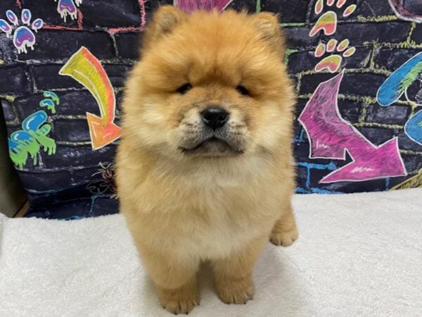 [#8709] Red Female Chow Chow Puppies for Sale