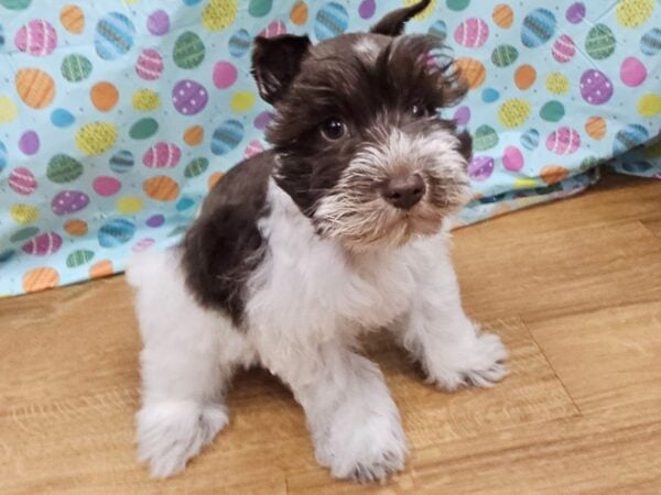 [#8731] Chocolate / White Female Miniature Schnauzer Puppies for Sale