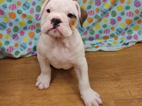 [#8728] Fawn / White Male Victorian Bulldog Puppies for Sale