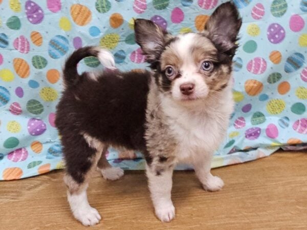 [#8725] Blue Merle Male Chihuahua Puppies for Sale