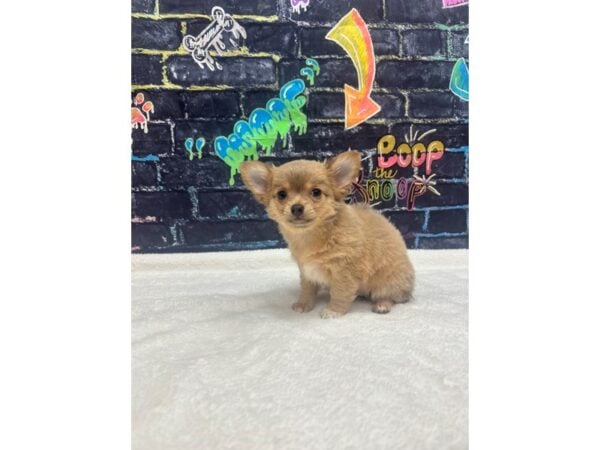 [#8737] Blue Fawn Female Chihuahua Puppies for Sale