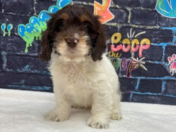 [#8734] Chocolate / White Male Cock A Poo Puppies for Sale