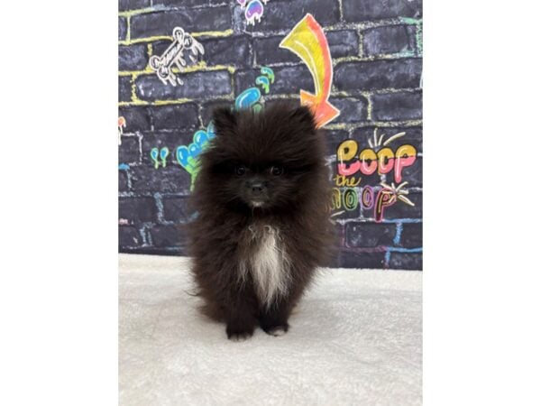 [#8730] Black Male Pomeranian Puppies for Sale