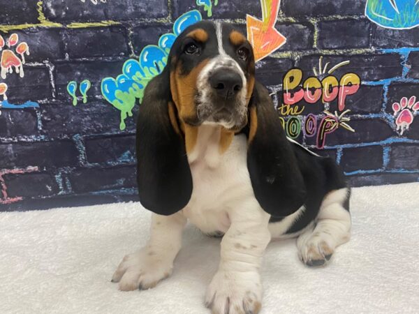 [#8743] Tri-Colored Male Basset Hound Puppies for Sale
