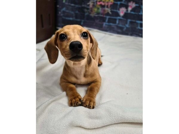 [#8720] Red Female Dachshund Puppies for Sale