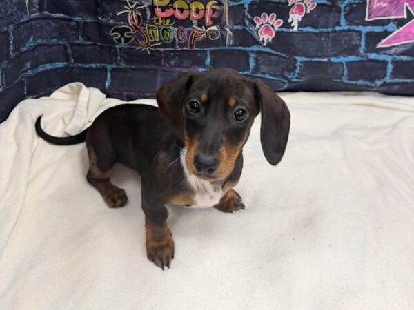 [#8706] Black / Tan Female Dachshund Puppies for Sale