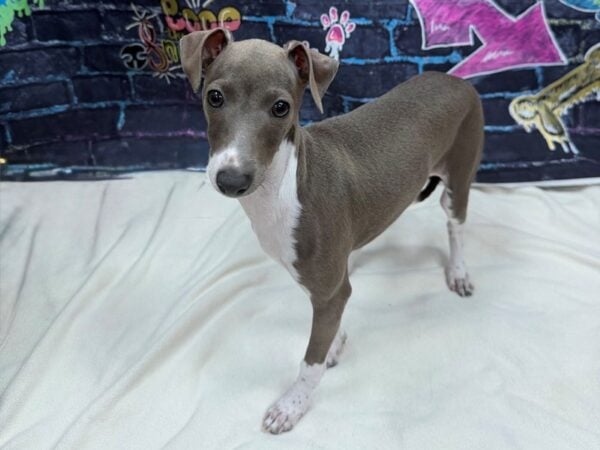 [#8698] Blue / White Female Italian Greyhound Puppies for Sale