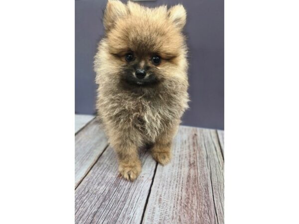 [#8756] Wolf Sable Male Pomeranian Puppies for Sale
