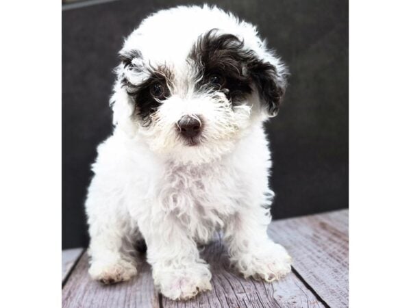 [#8755] Chocolate / White Male Poodle Mini Puppies for Sale