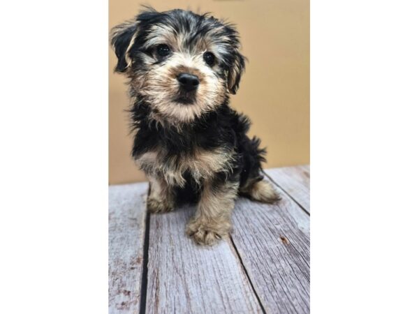 [#8753] Black / Tan Male Yorkshire Terrier Puppies for Sale