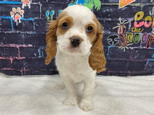 [#8752] Red / White Male Cockalier Puppies for Sale