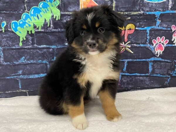 [#8751] Tri-Colored Male Miniature Australian Shepherd Puppies for Sale