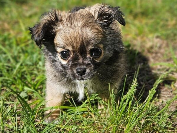 [#8754] Chocolate Male Chihuahua Puppies for Sale