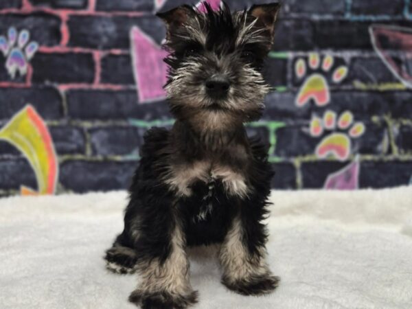[#8703] Black Male Miniature Schnauzer Puppies for Sale