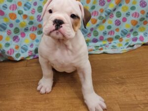 Petland Terre Haute, Indiana Victorian Bulldog puppy available