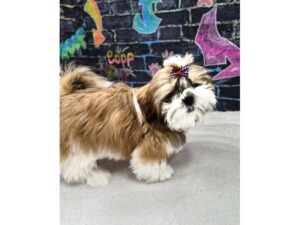 Petland Terre Haute, Indiana Shih Tzu puppy available