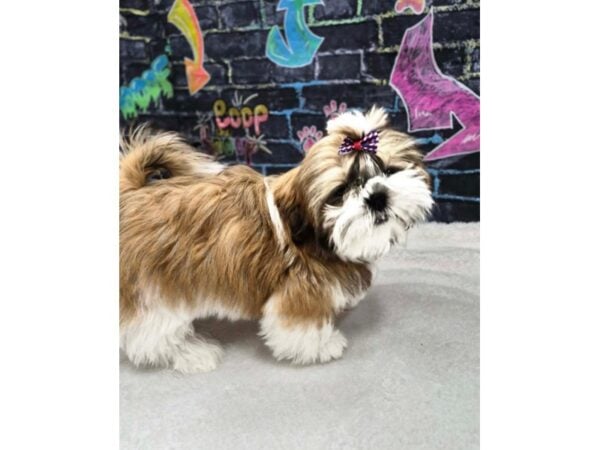 [#8659] Sable / White Male Shih Tzu Puppies for Sale