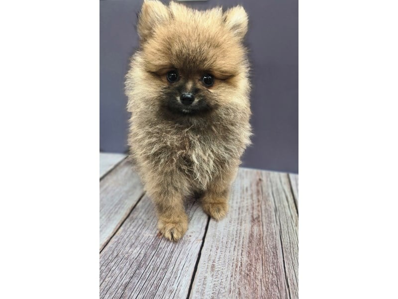 Pomeranian in Dayton, OH