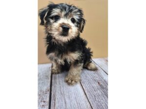 Yorkshire Terrier – 8753