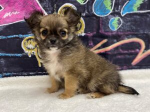 Petland Terre Haute, Indiana Chihuahua puppy available
