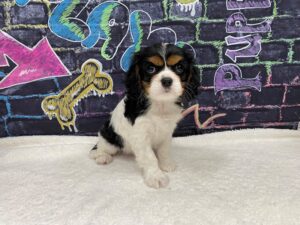 Petland Terre Haute, Indiana Cavalier King Charles Spaniel puppy available