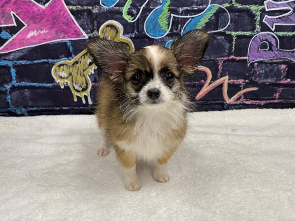 [#8770] Red Sable Female Chihuahua Puppies for Sale