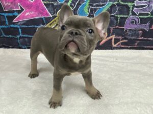 Petland Terre Haute, Indiana French Bulldog puppy available