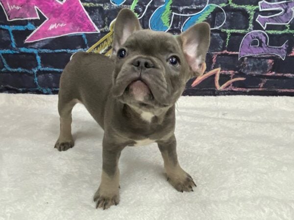 [#8769] Blue Male French Bulldog Puppies for Sale