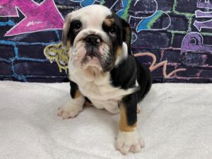 Petland Terre Haute, Indiana English Bulldog puppy available
