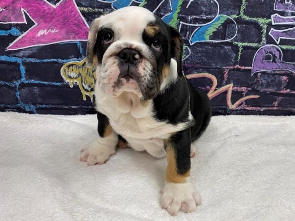 [#8768] Tri-Colored Male English Bulldog Puppies for Sale