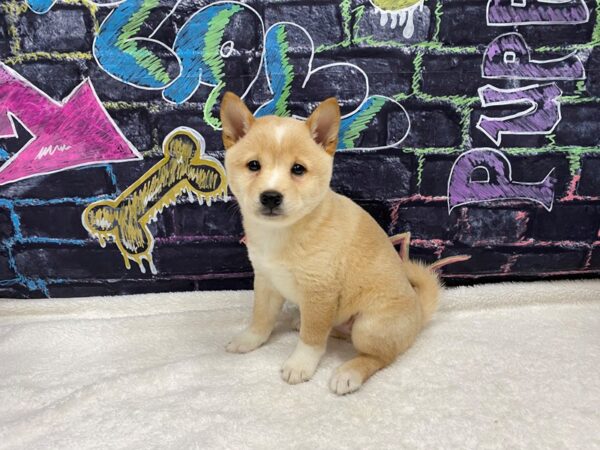 [#8766] Cream Female Shiba Inu Puppies for Sale