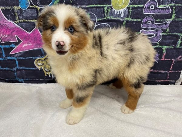 [#8764] Red Merle Male Miniature American Shepherd Puppies for Sale